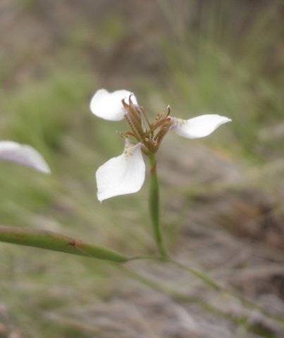 Moraea brevistyla flower